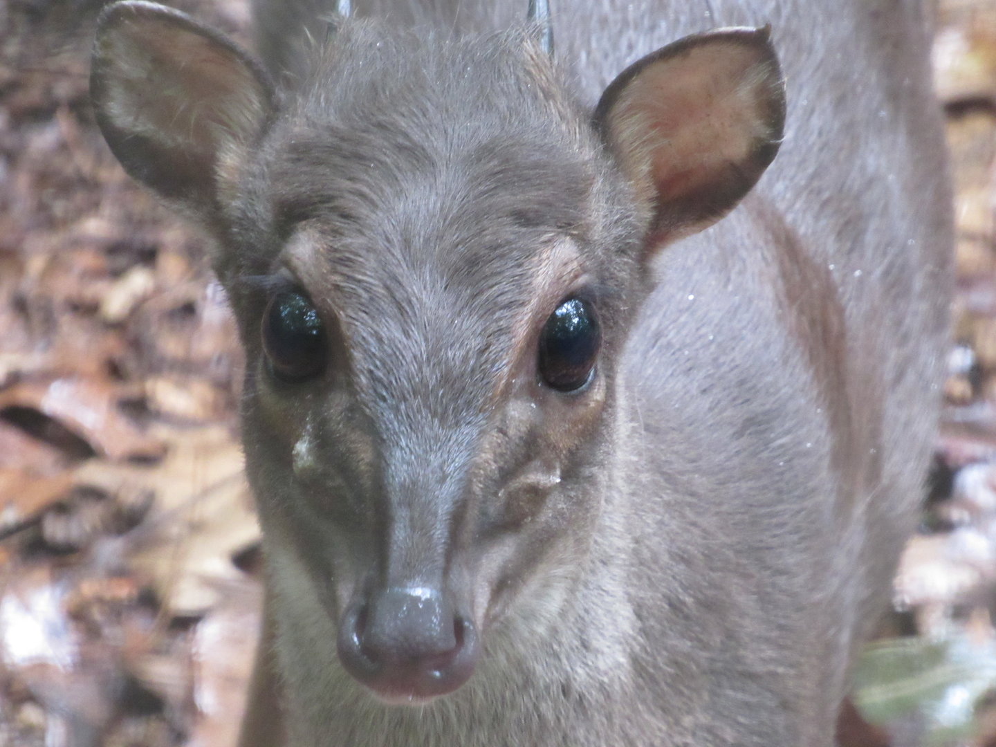 Blue Duiker LJ - 8/7/23