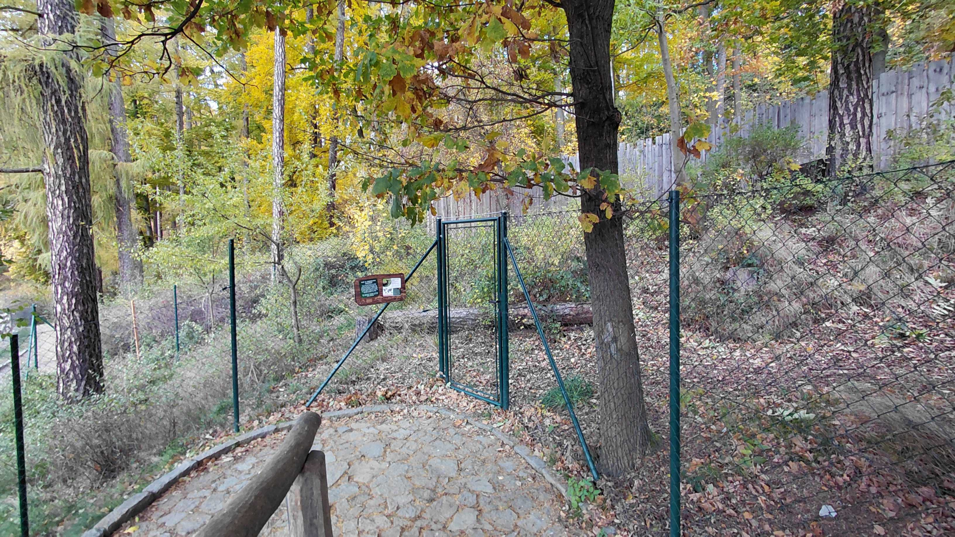 Blue duiker outdoor exhibit
