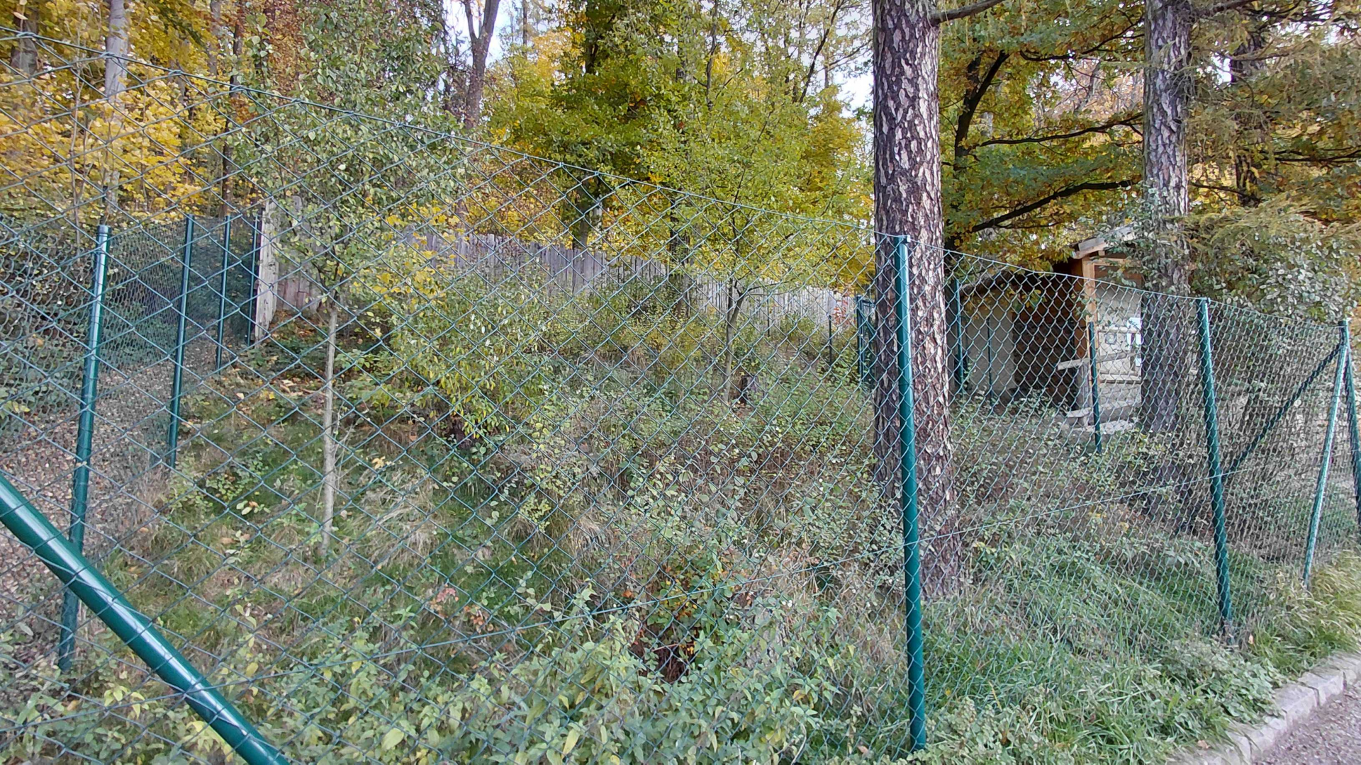 Blue duiker outdoor exhibit