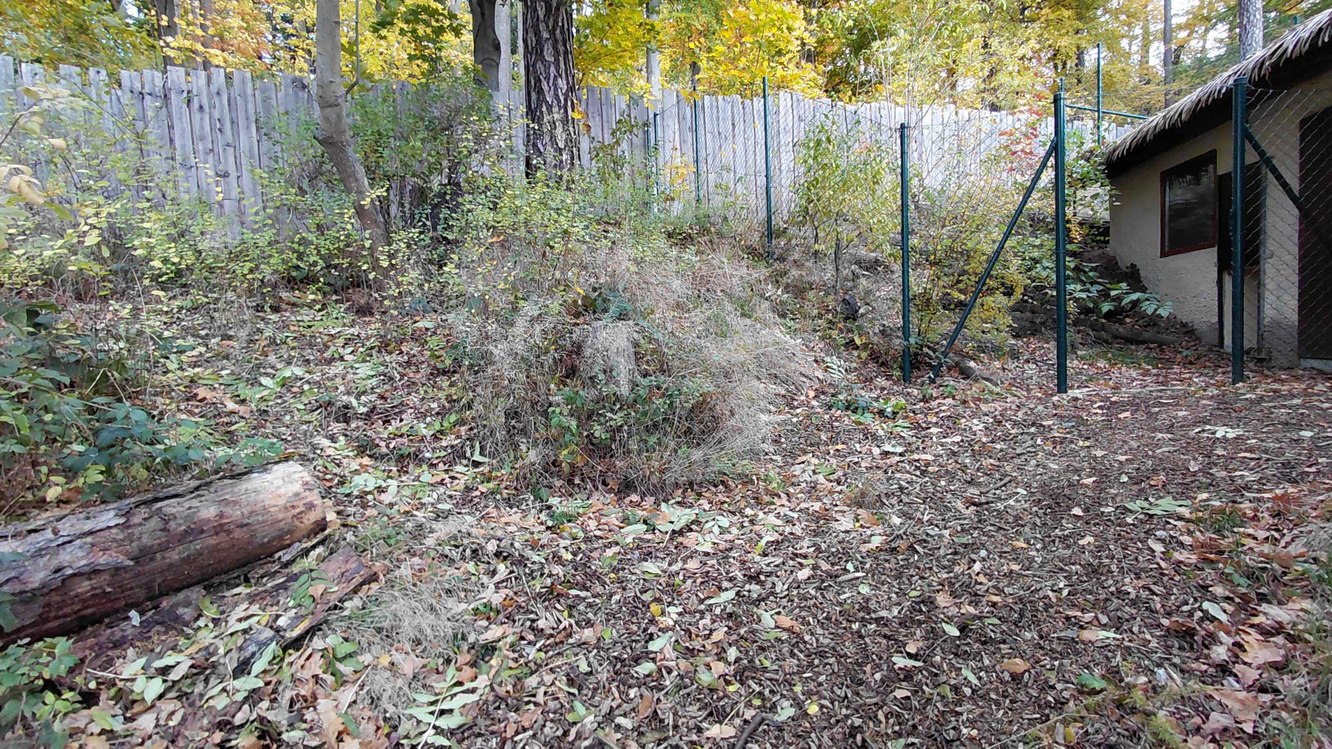 Blue duiker outdoor exhibit