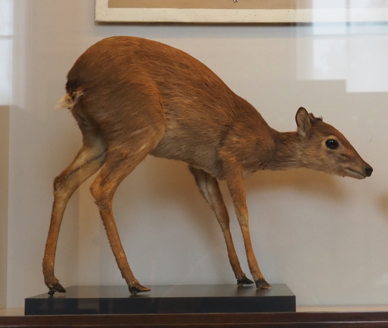 Blue duiker (Philantomba monticola) specimen, 2021-10-20