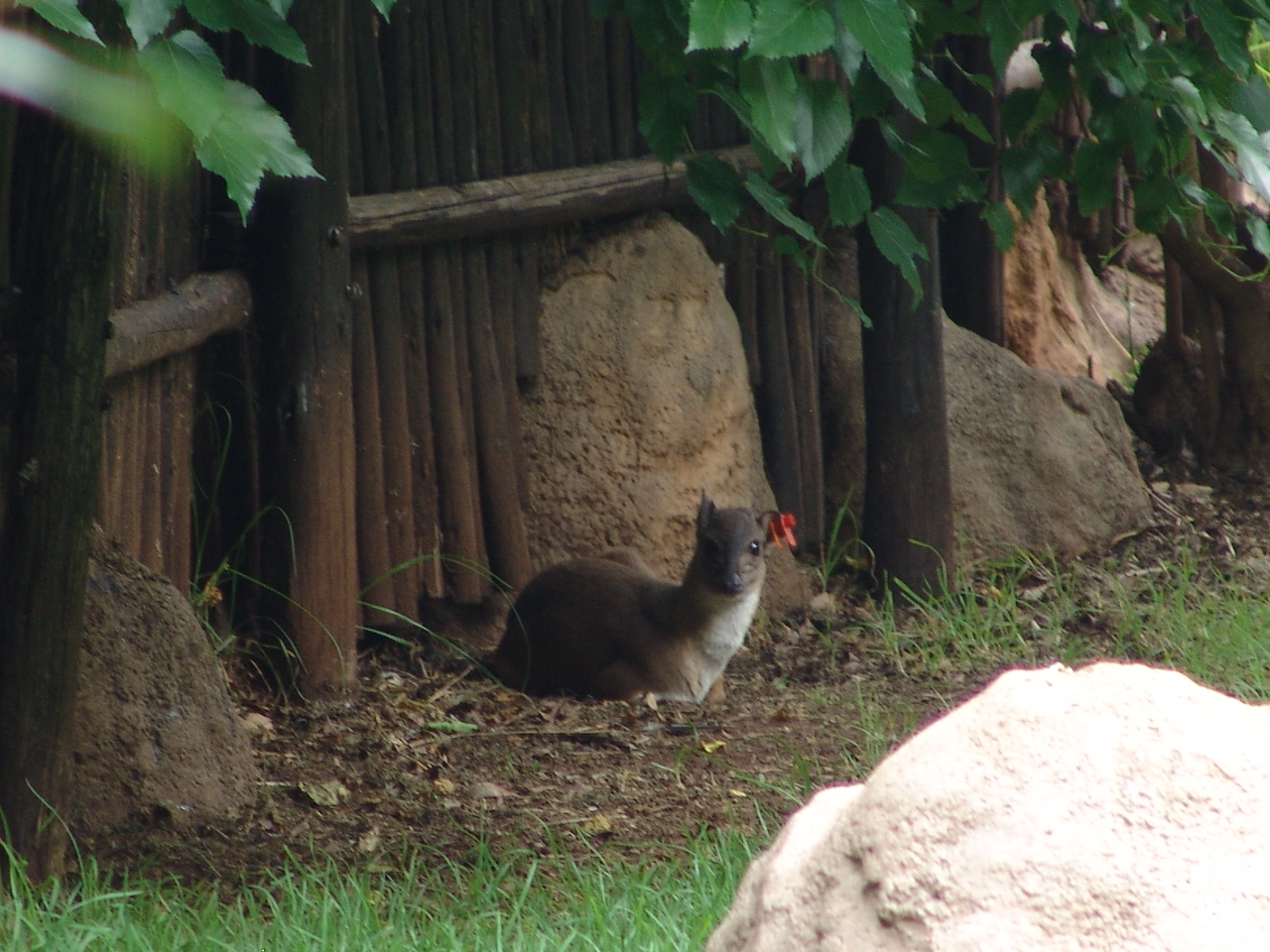 Blue Duiker (Philantomba monticola)