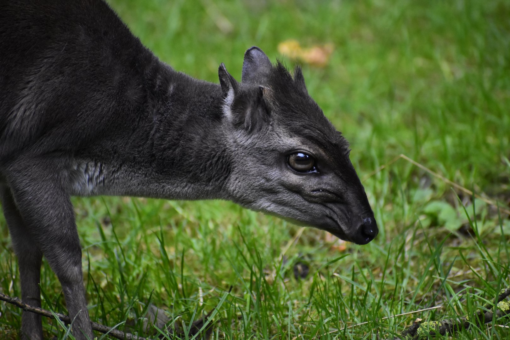 Blue duiker (Philantomba monticola)