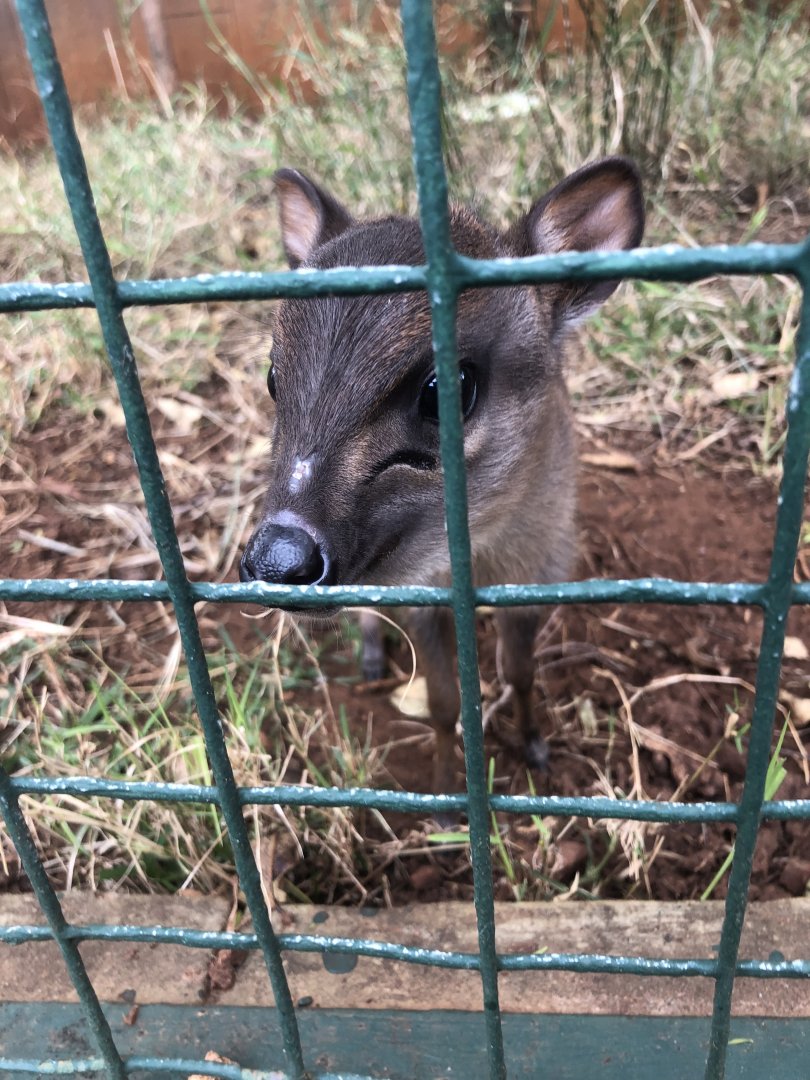 Blue Duiker (Philantomba monticola)