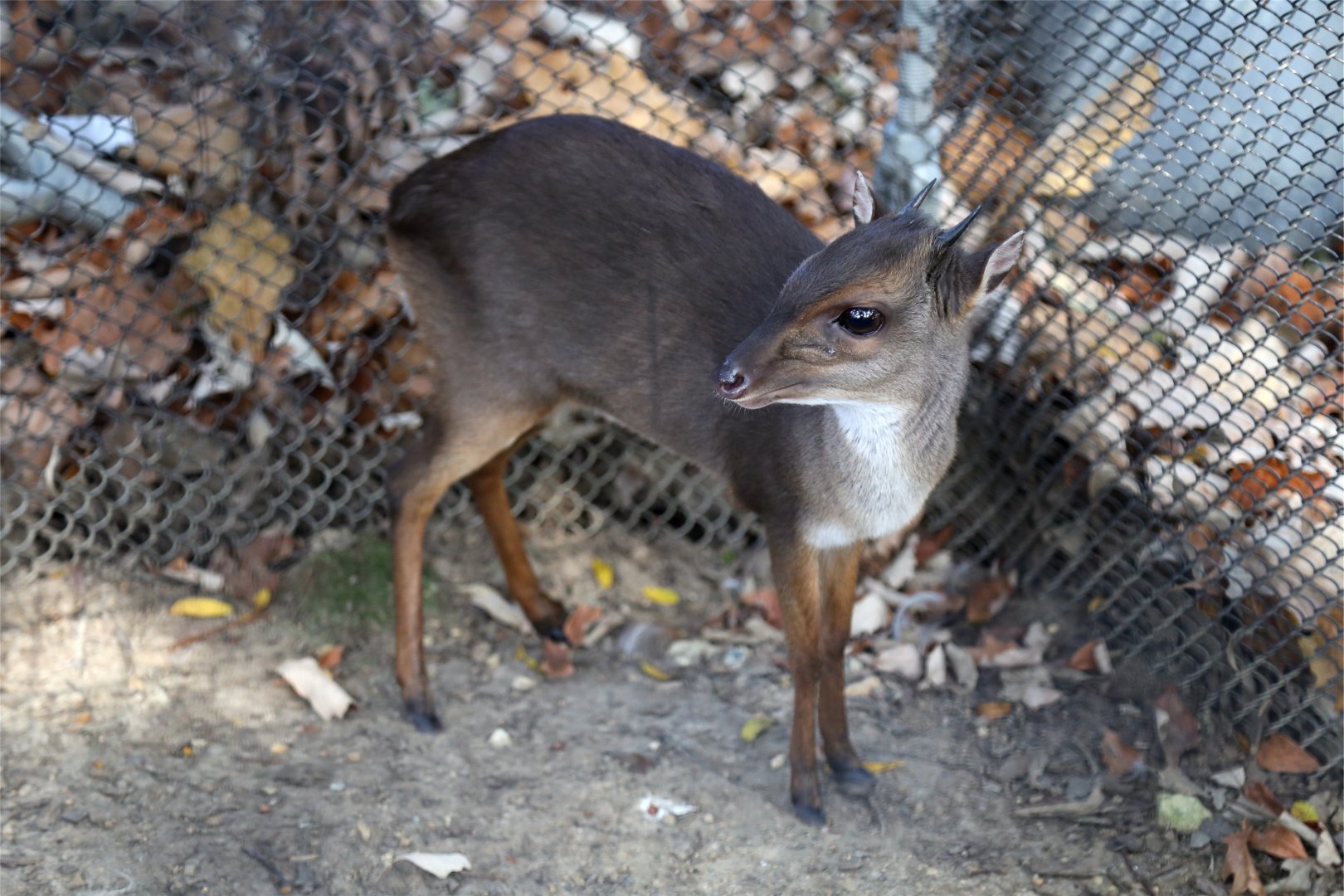 Blue Duiker (Philantomba monticola)