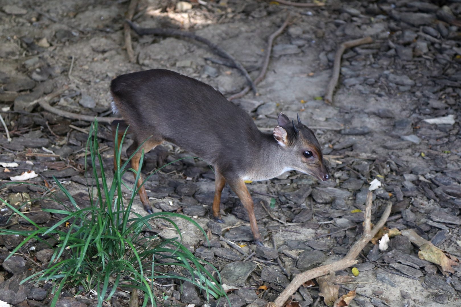 Blue Duiker (Philantomba monticola)