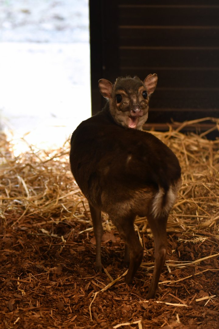 Blue duiker (Philantomba monticola)