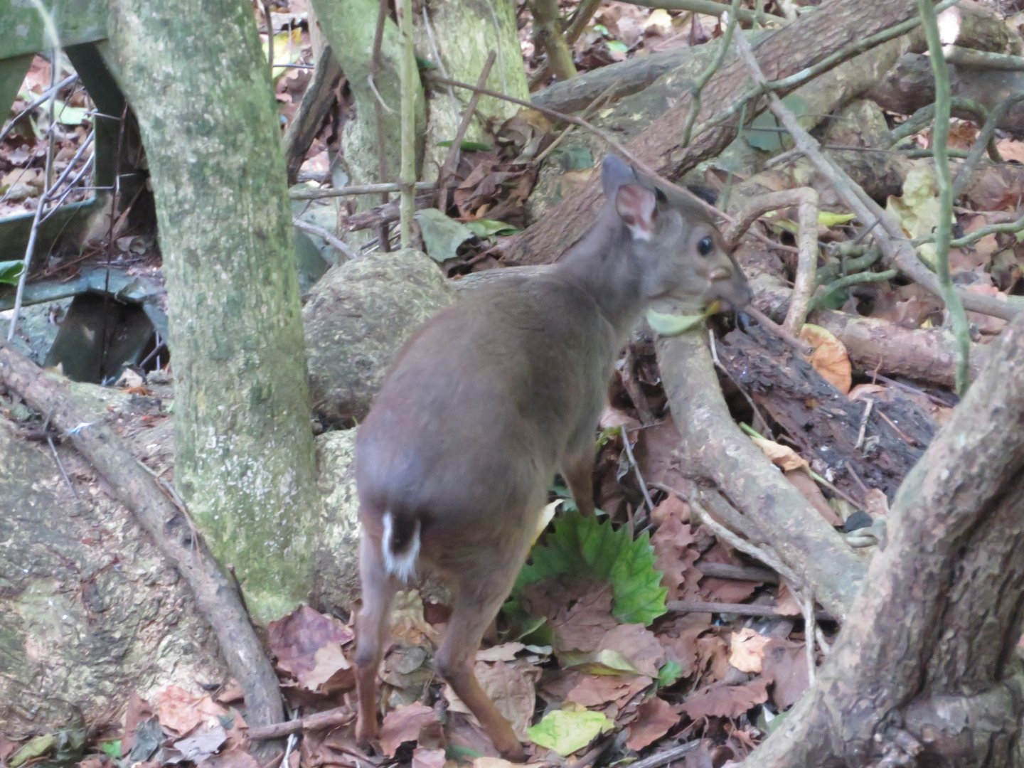 Blue Duiker (Philantomba monticola)
