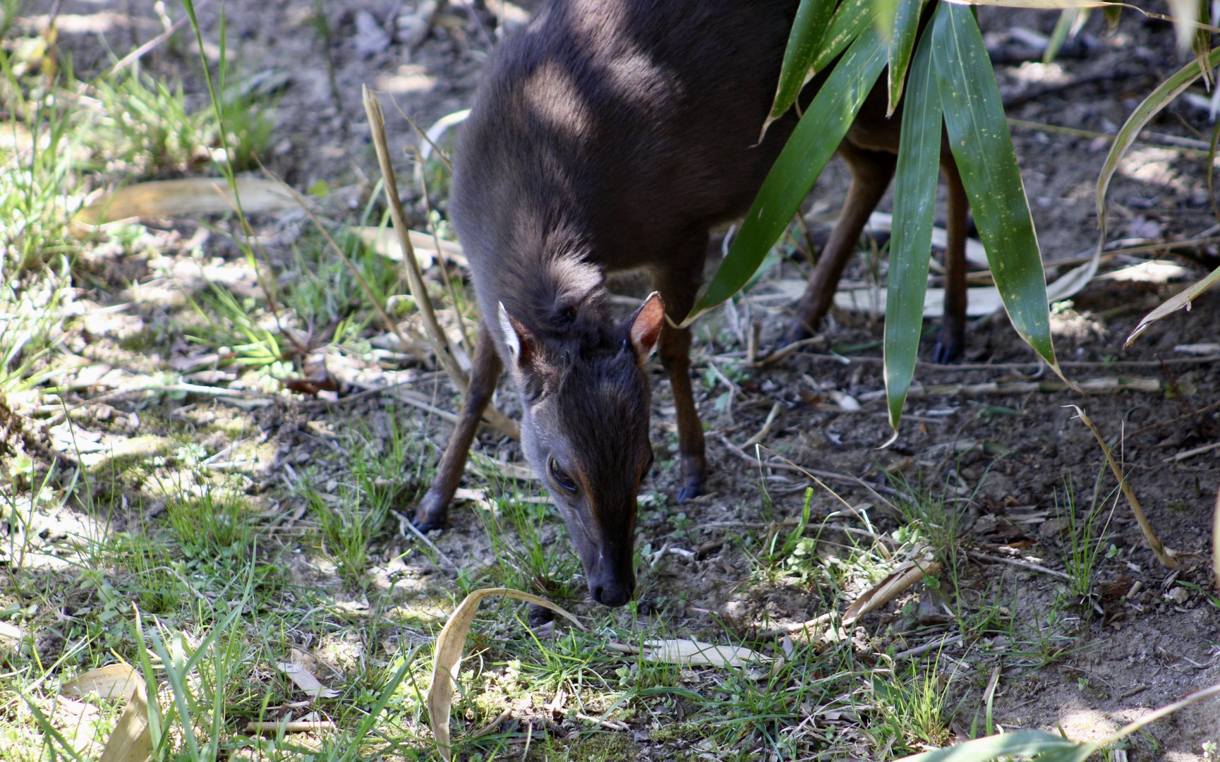 Blue Duiker (Philantomba monticola)