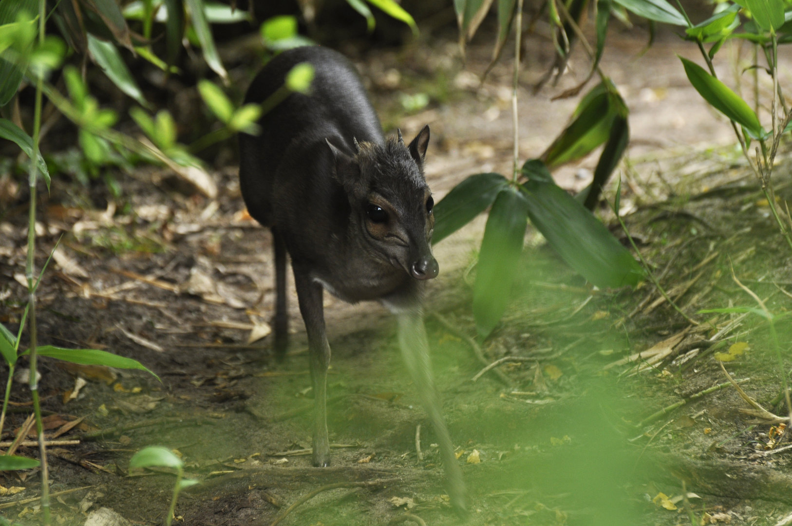 Blue duiker Philantomba monticola