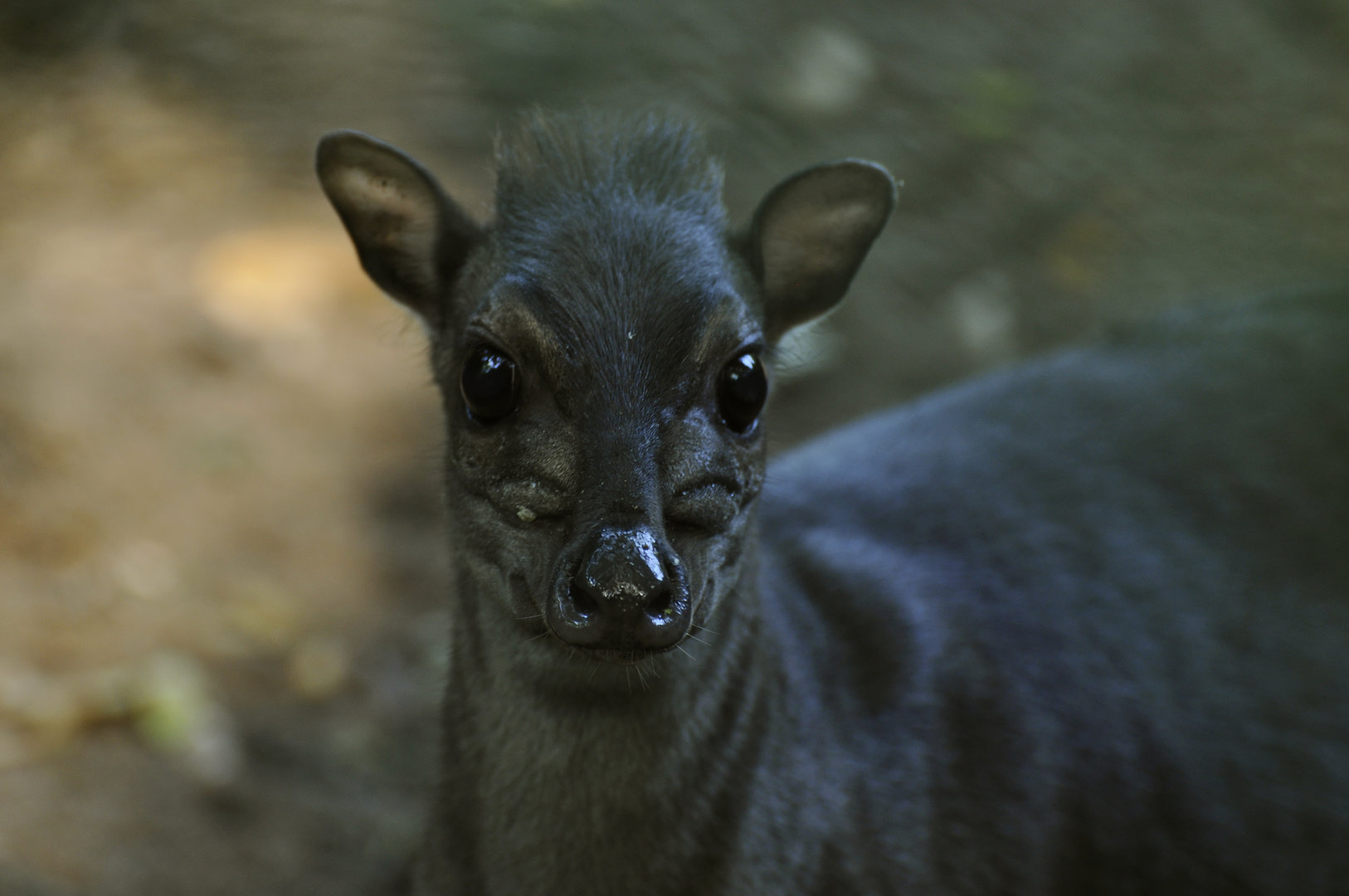 Blue duiker Philantomba monticola
