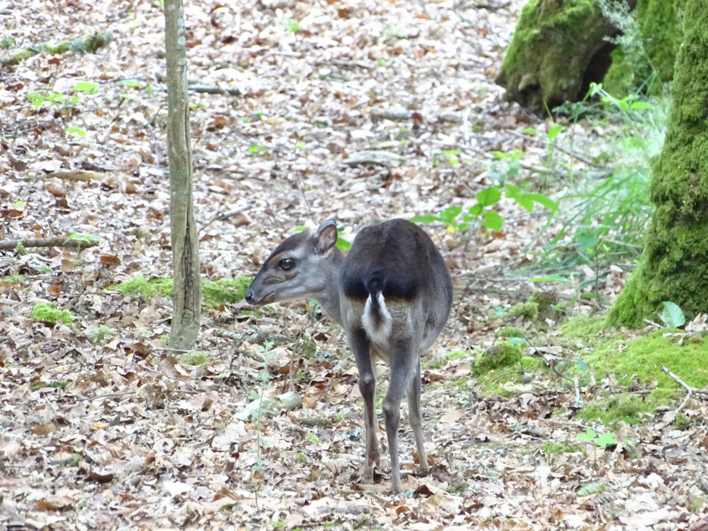Blue duiker (Philantomba monticola)
