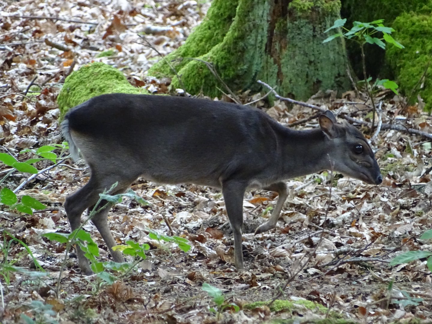 Blue duiker (Philantomba monticola)