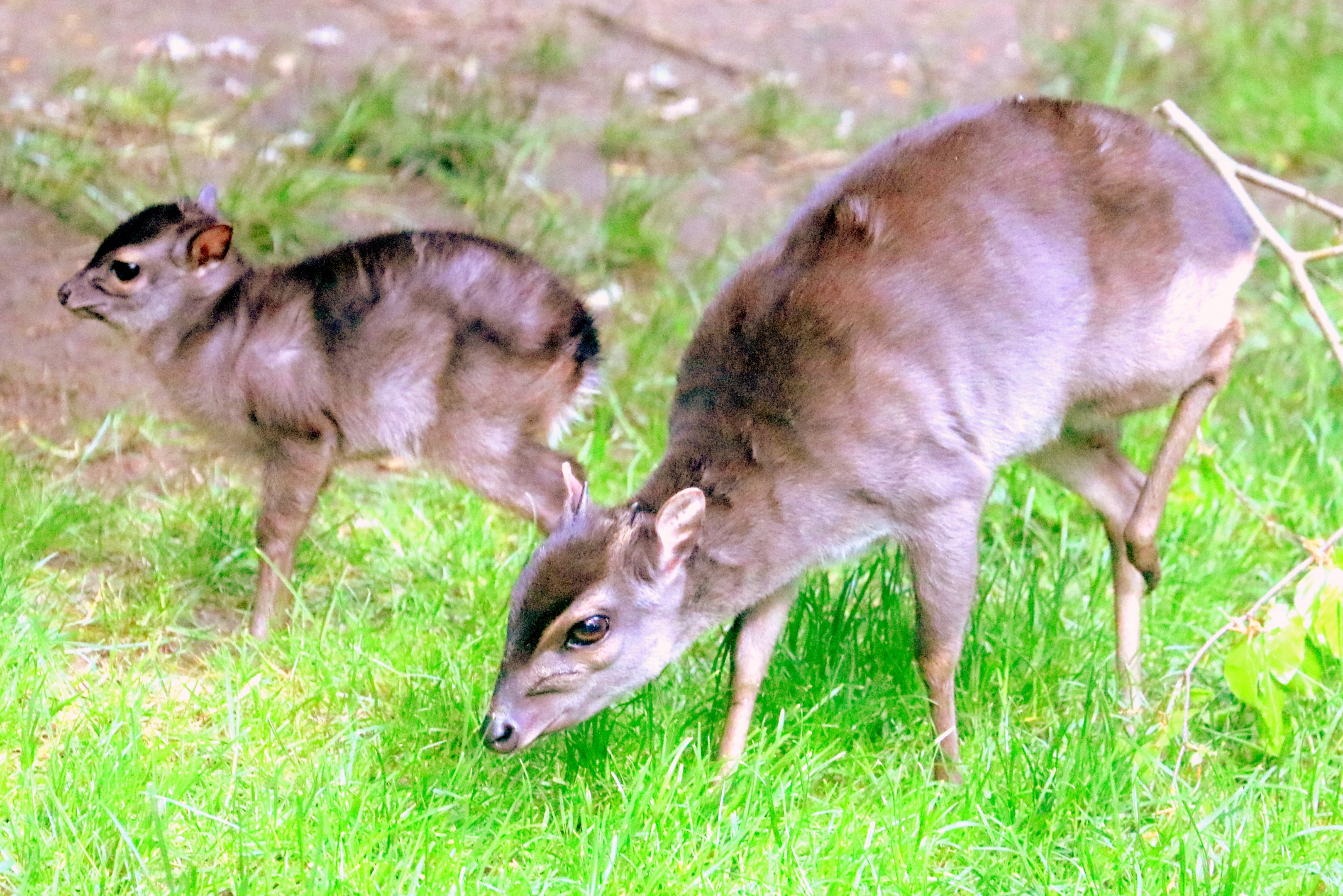 Blue duiker with youngster; Colchester; 12th May 2019