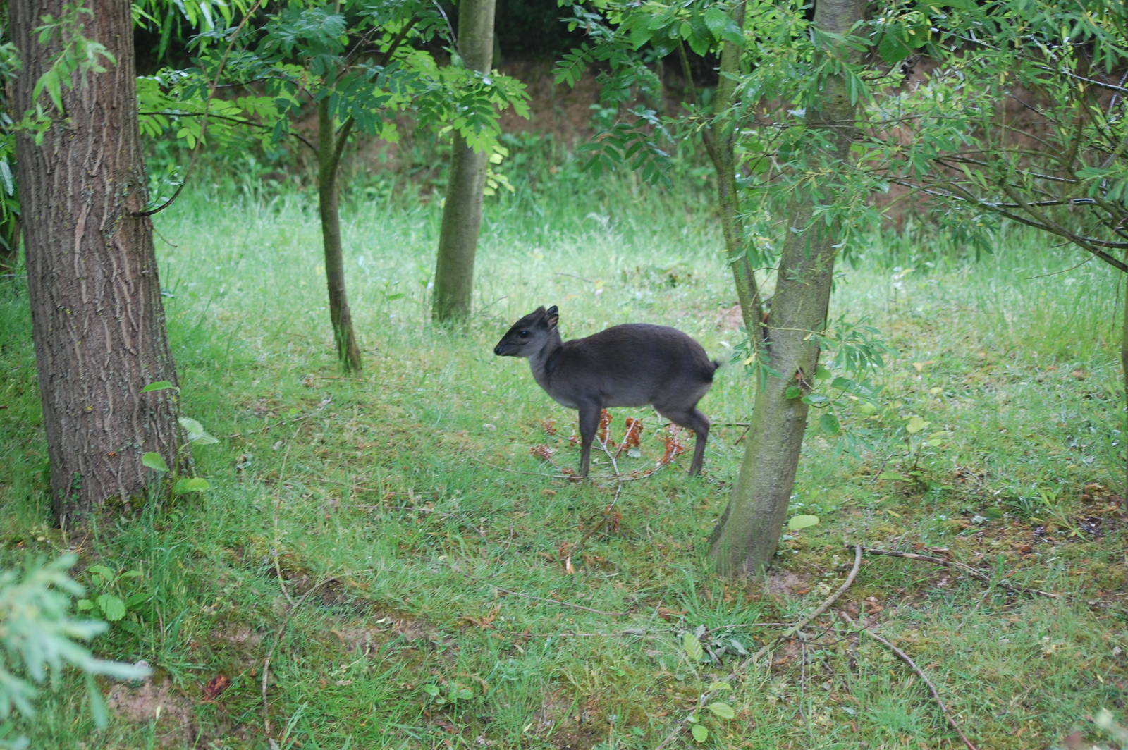 Blue Duiker