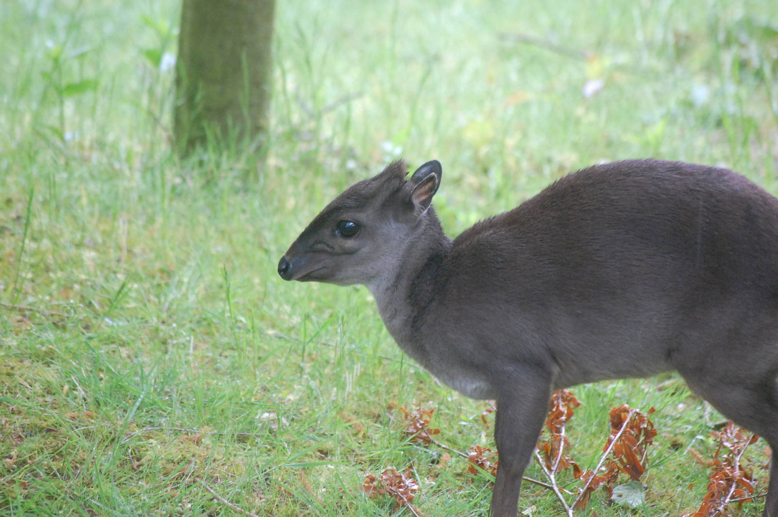 Blue Duiker