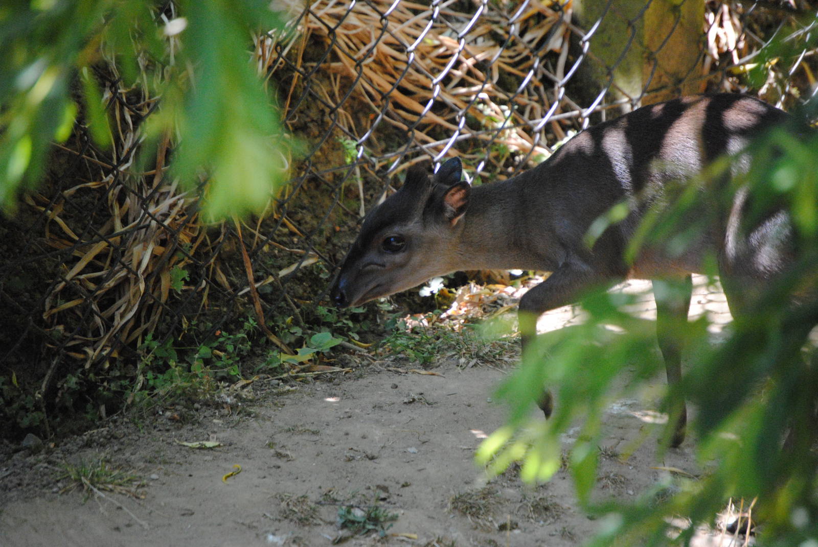 Blue Duiker