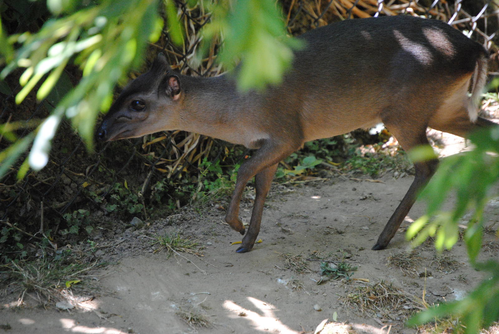 Blue Duiker