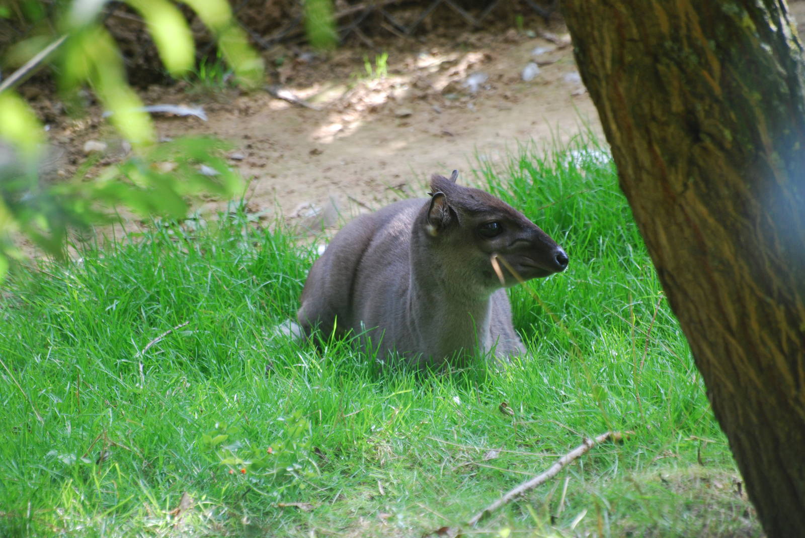 Blue duiker