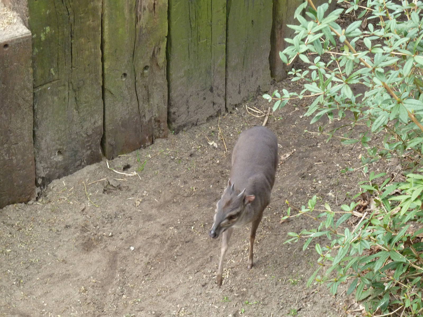 Blue duiker