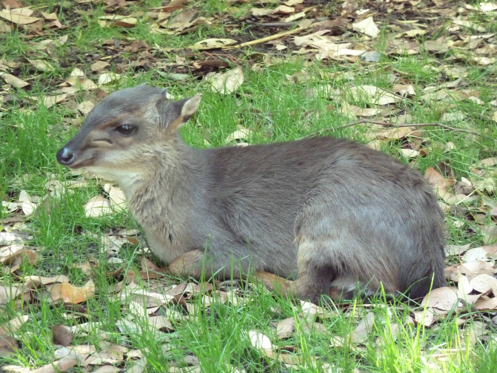 Blue Duiker