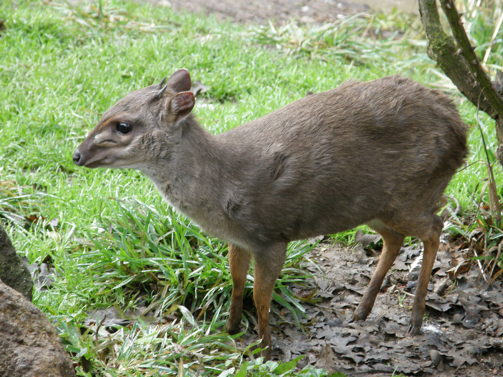 blue duiker