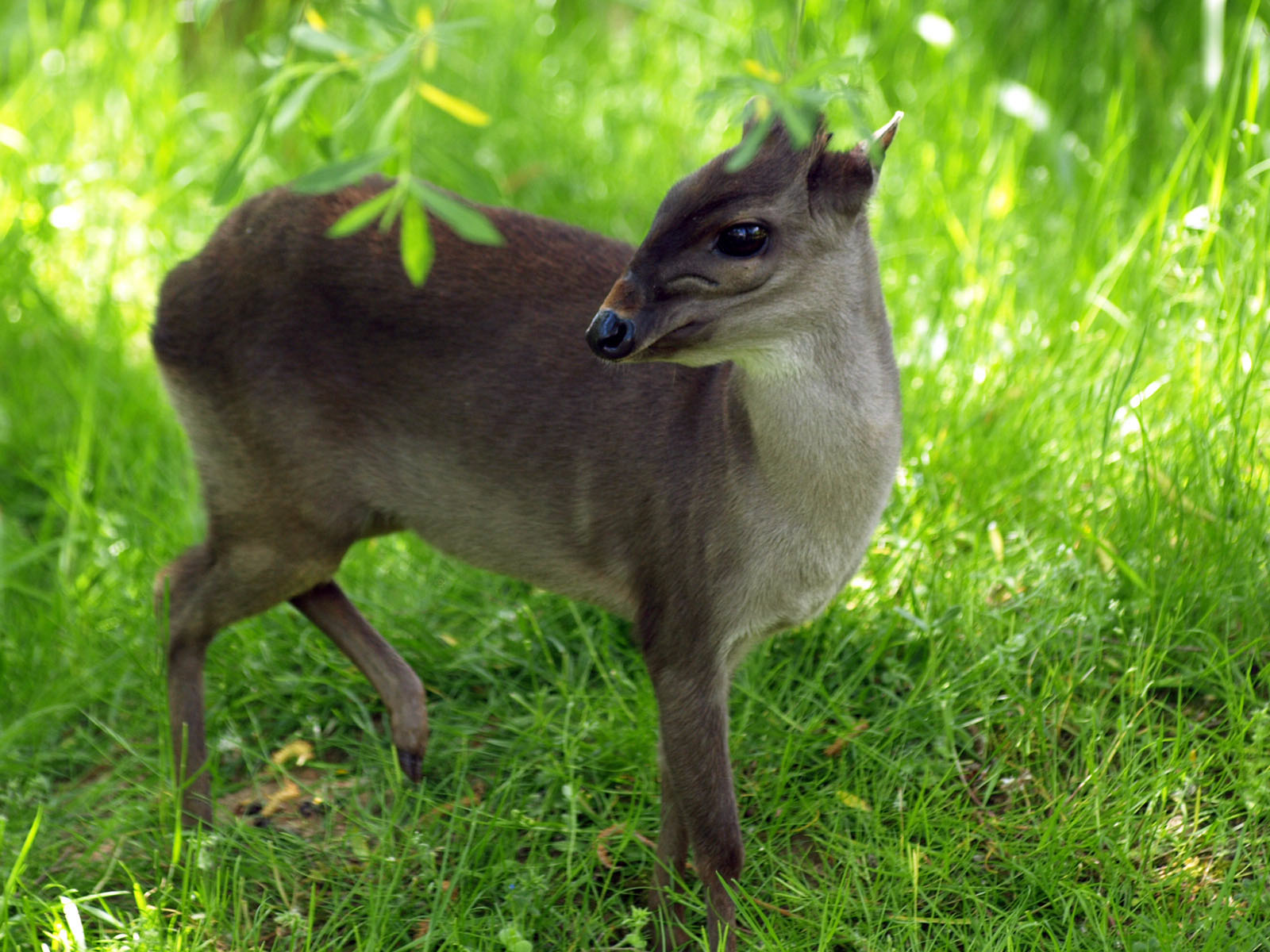 Blue duiker