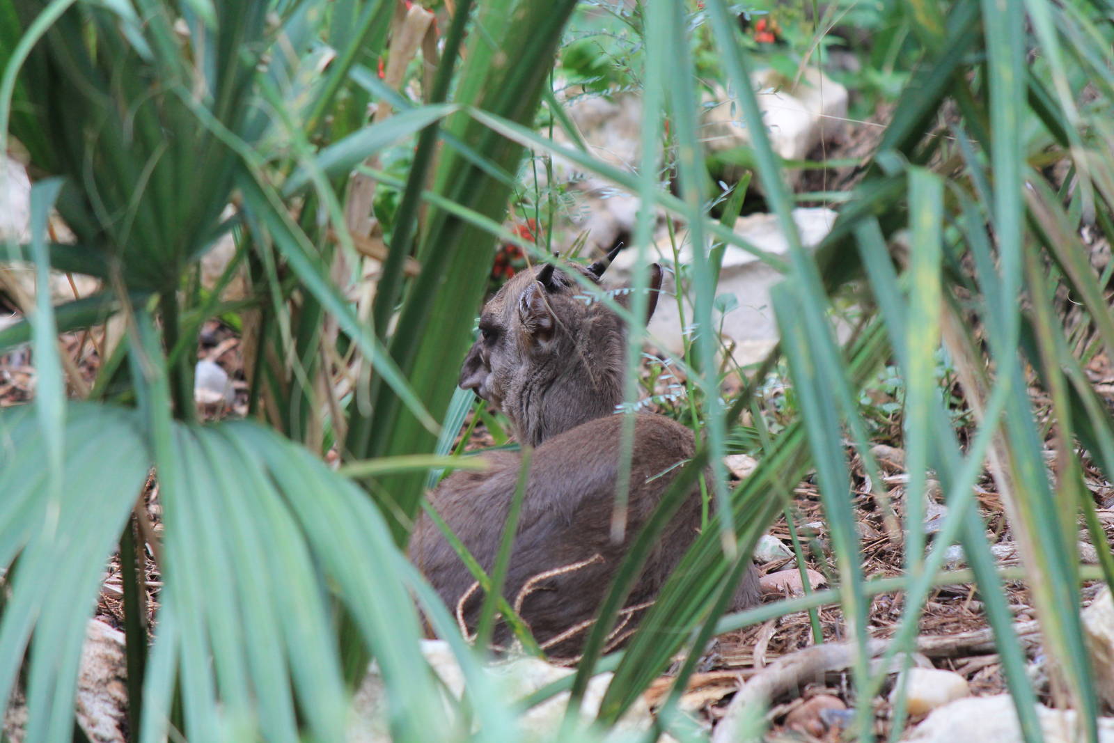 Blue Duiker
