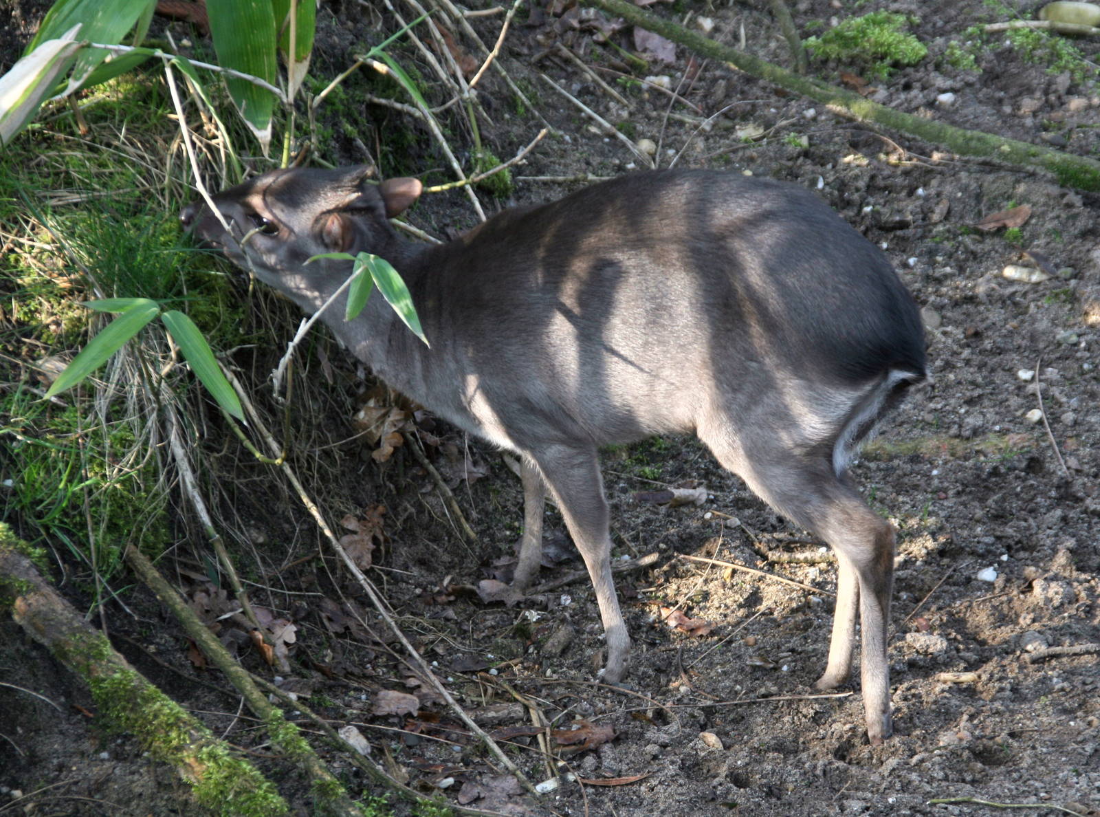 Blue duiker