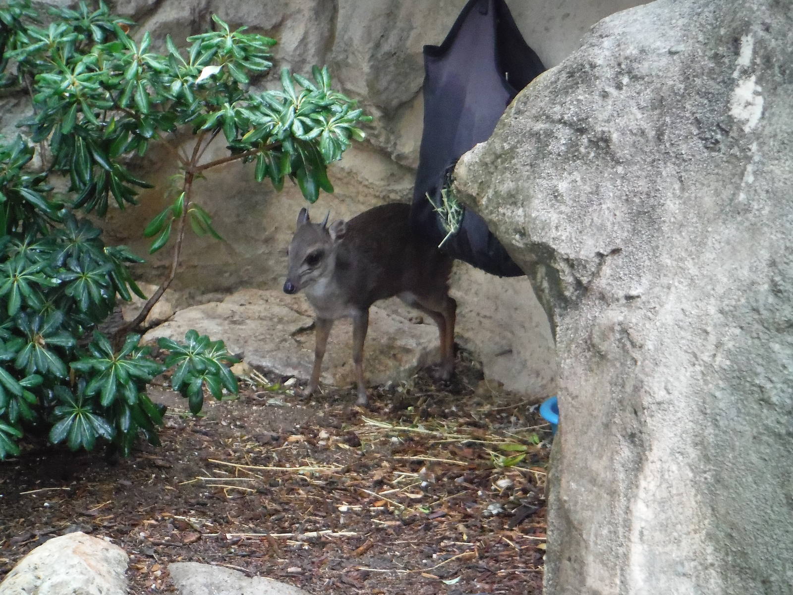 Blue duiker