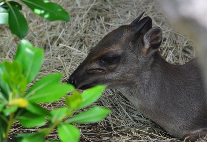 Blue Duiker
