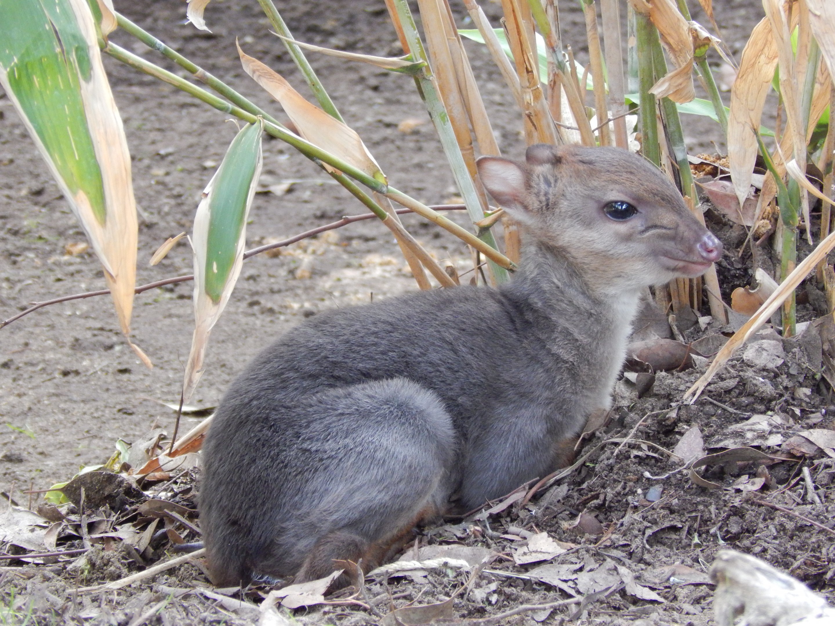 Blue Duiker