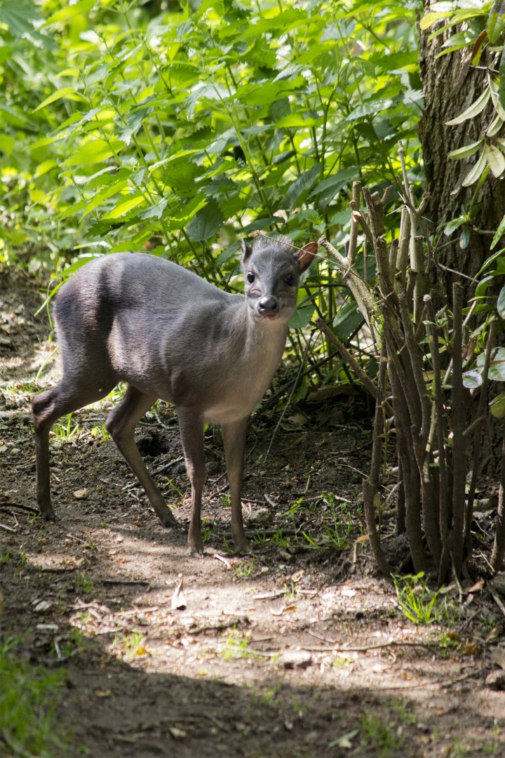 Blue duiker