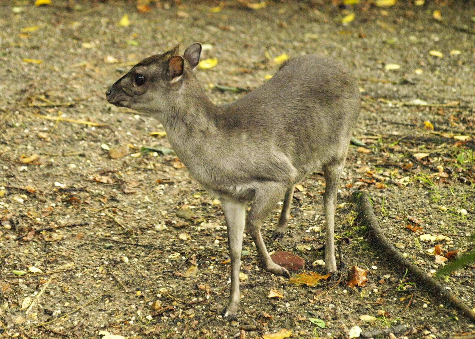 Blue duiker