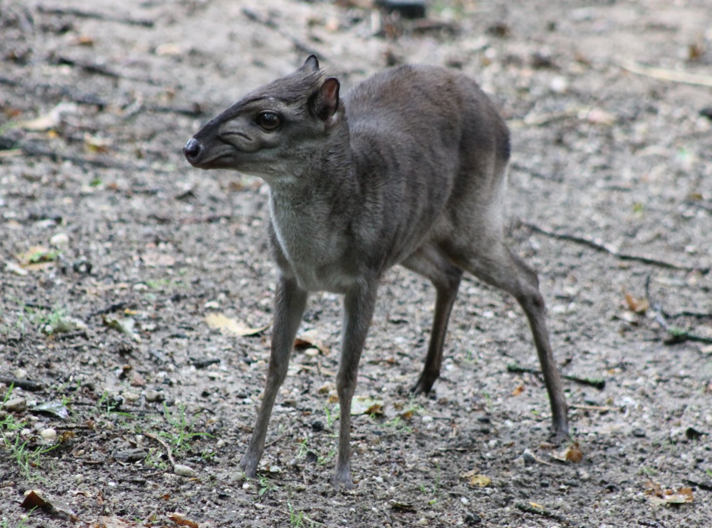 Blue duiker