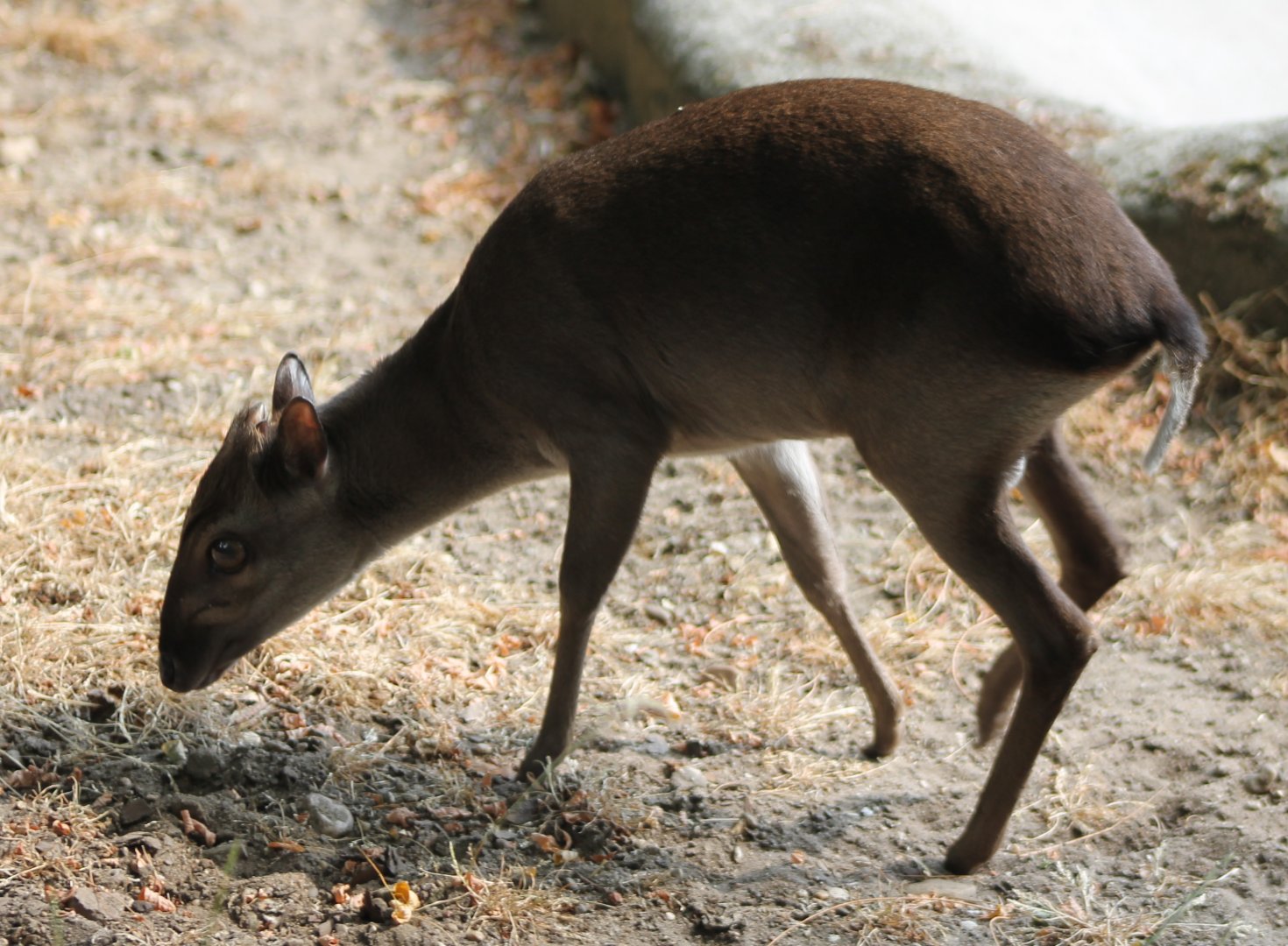 Blue duiker