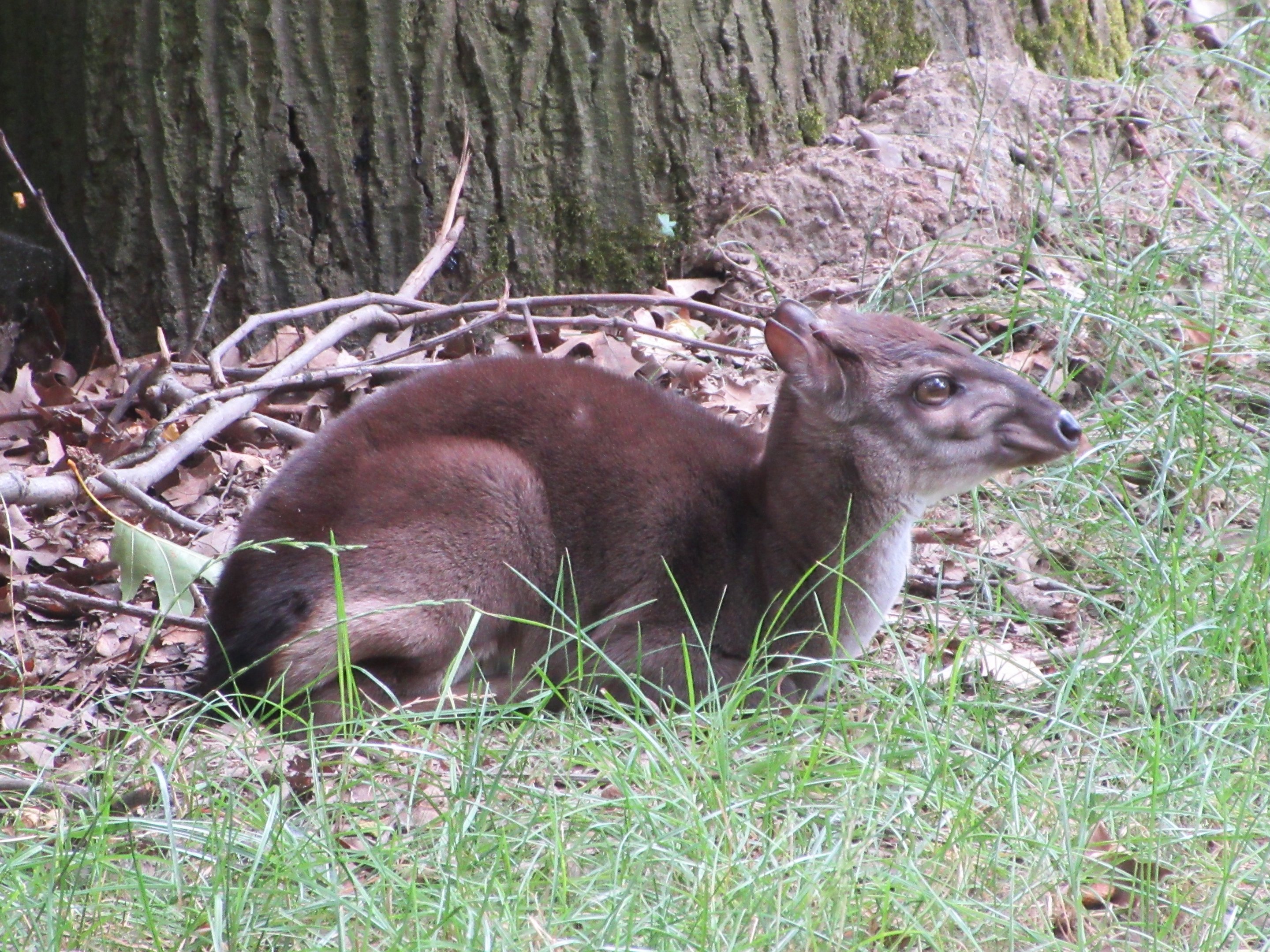 Blue Duiker