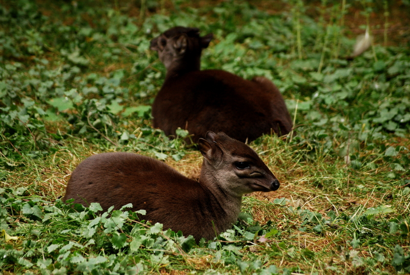 Blue duiker