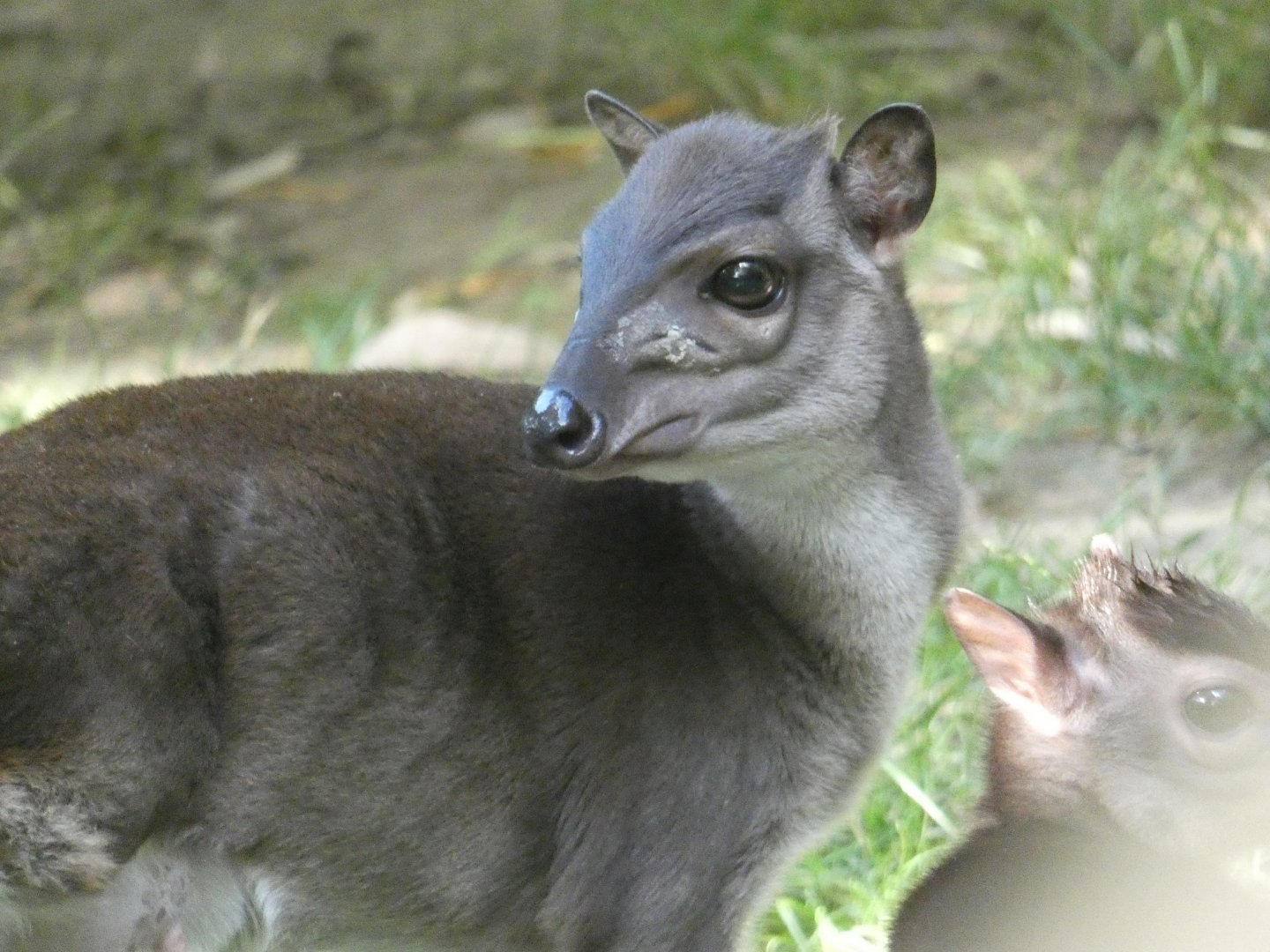 Blue Duiker