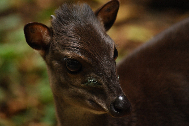 Blue duiker