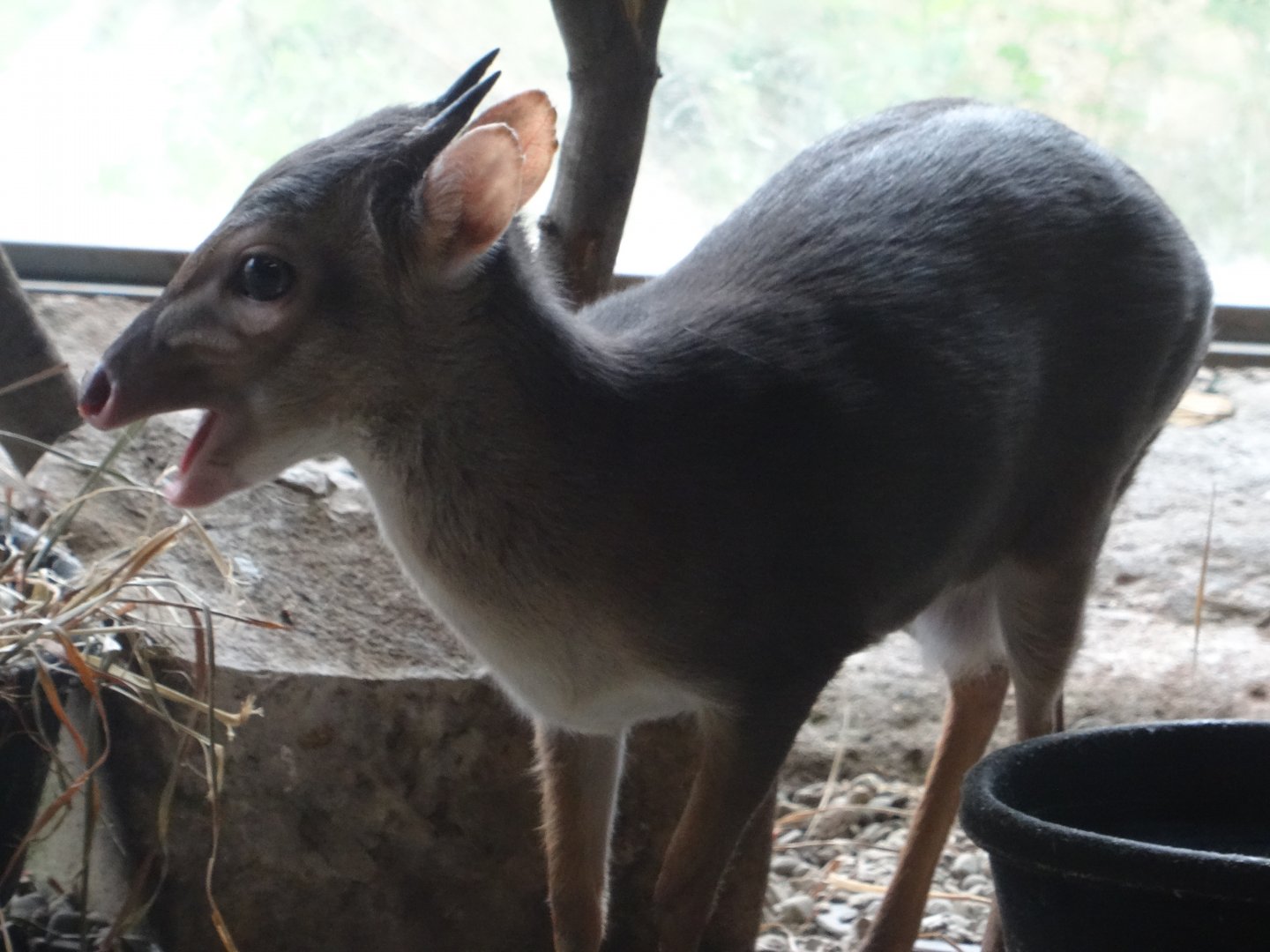 Blue Duiker