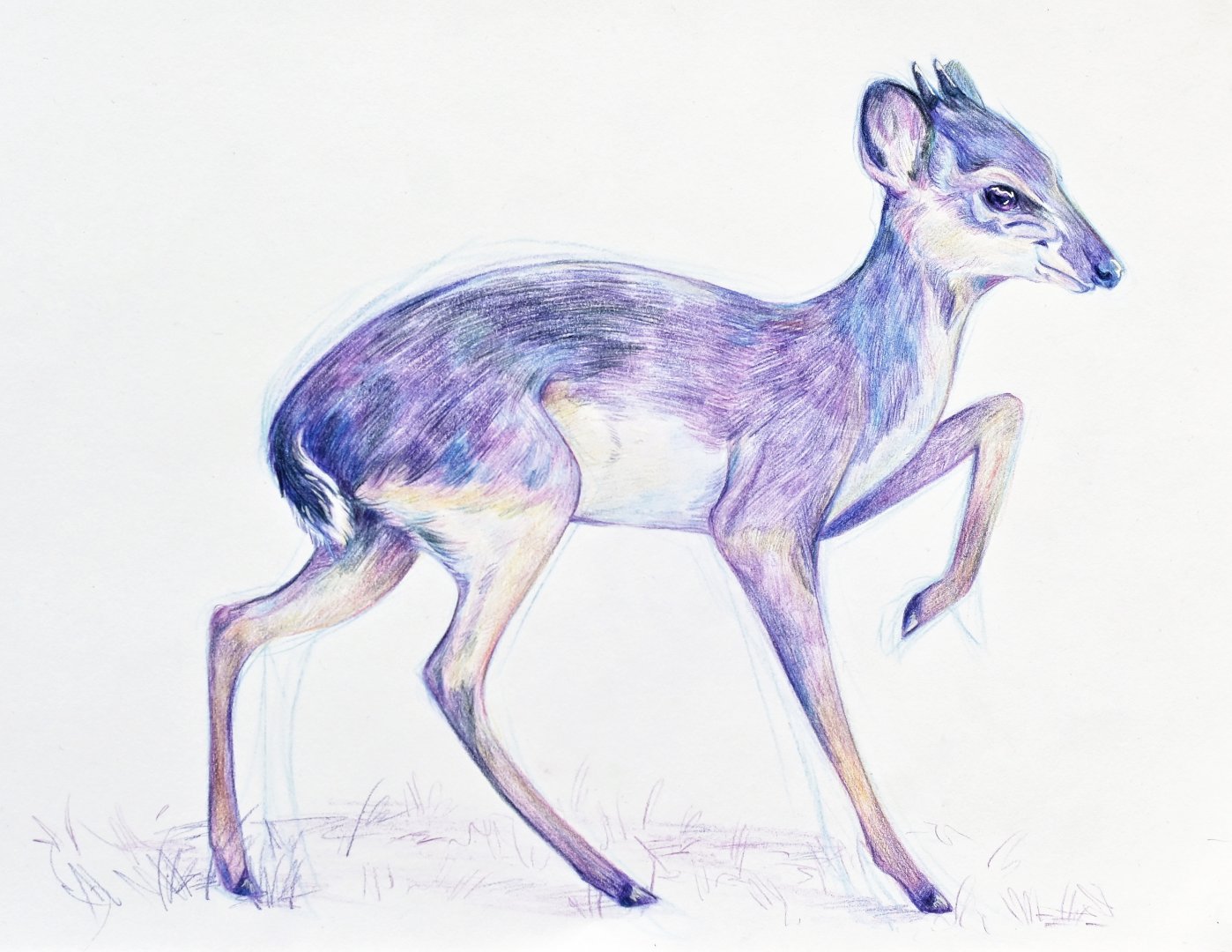 Blue duiker