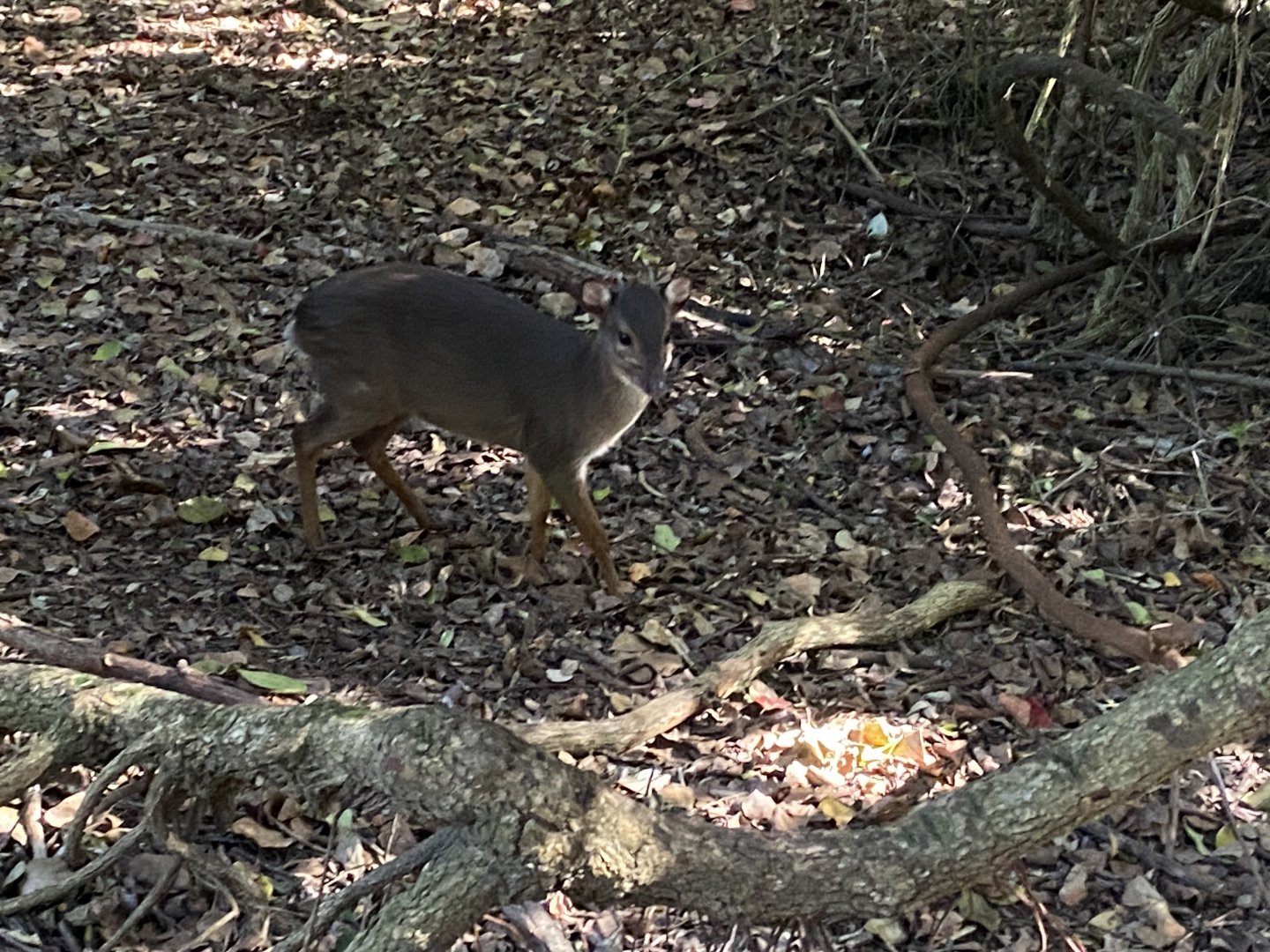 Blue duiker