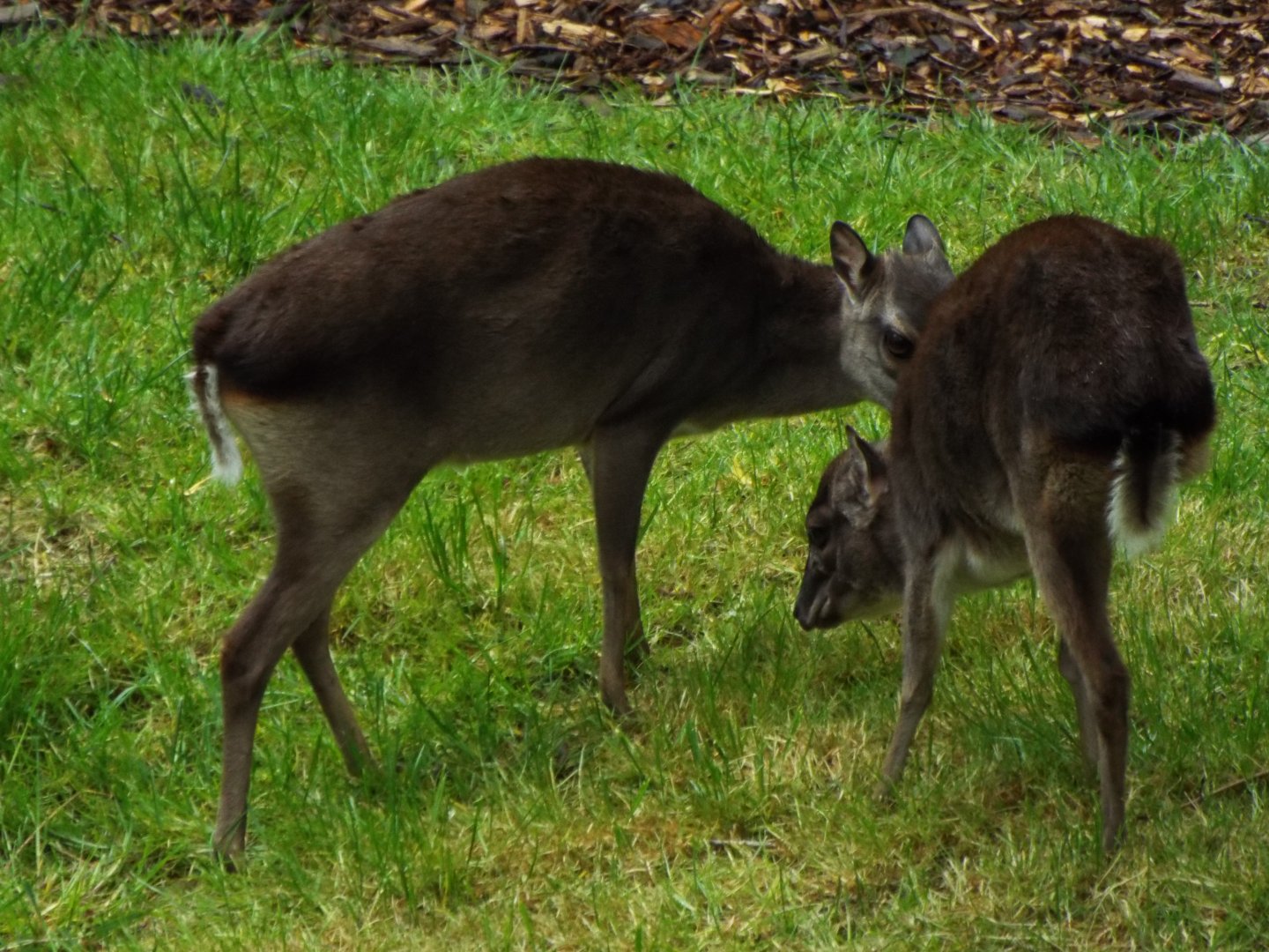 Blue Duikers, Colchester ZOo