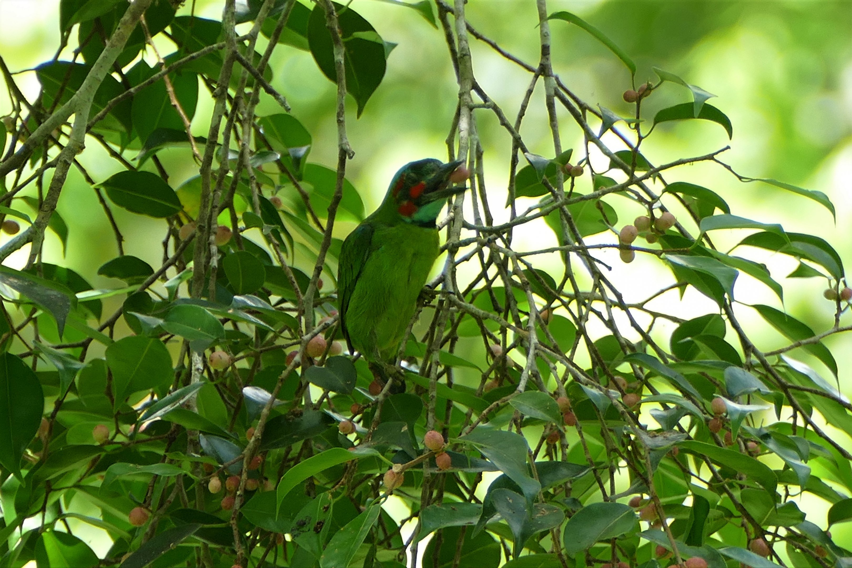 Blue-eared Barbet - Taman Negara
