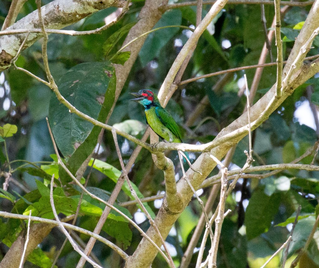 Blue-eared Barbet