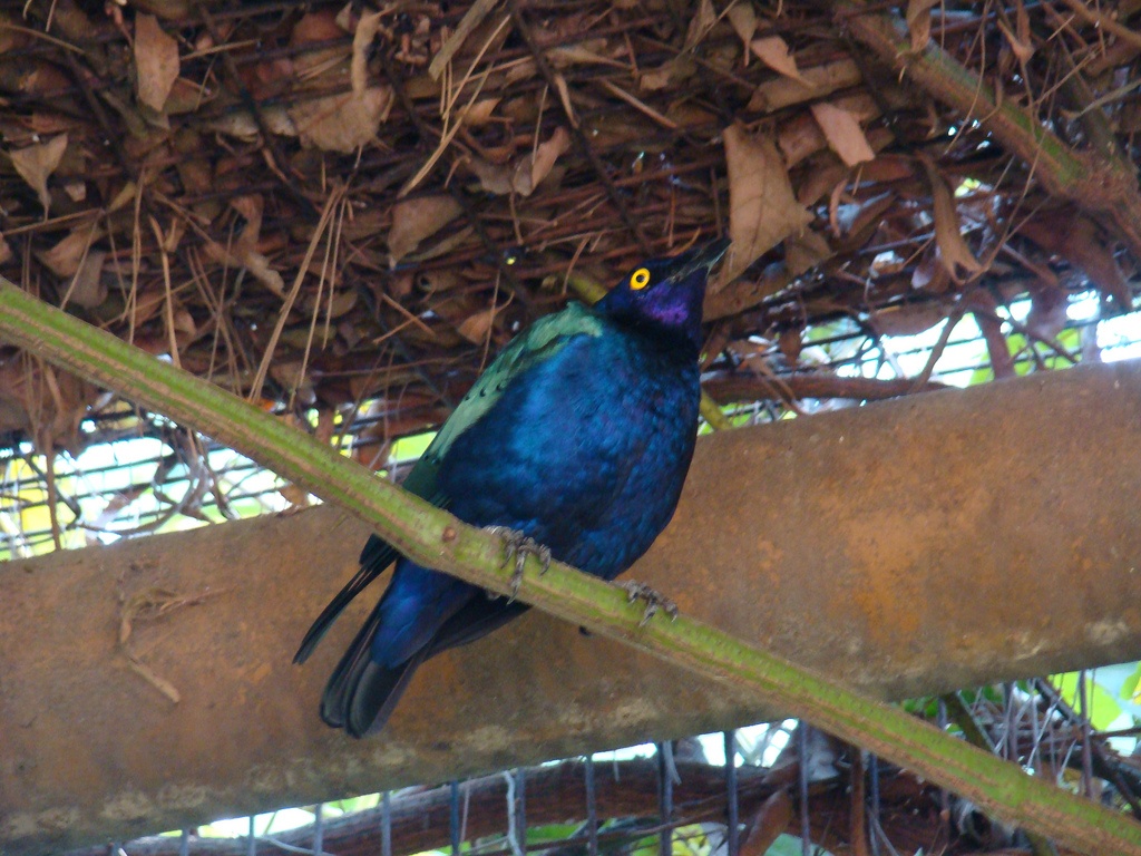 Blue-eared Glossy Starling