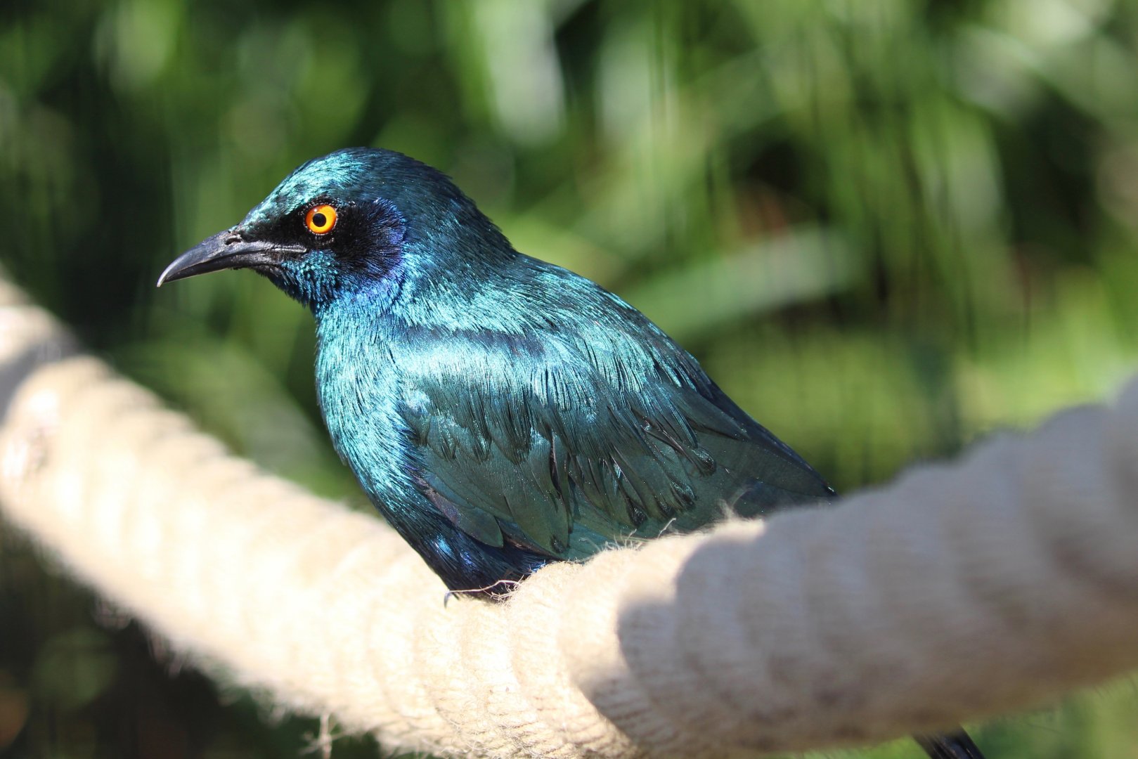 Blue-eared Glossy Starling