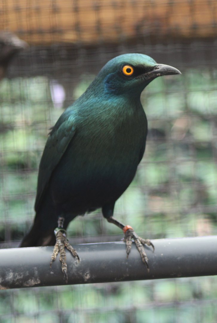 Blue-eared glossy starling