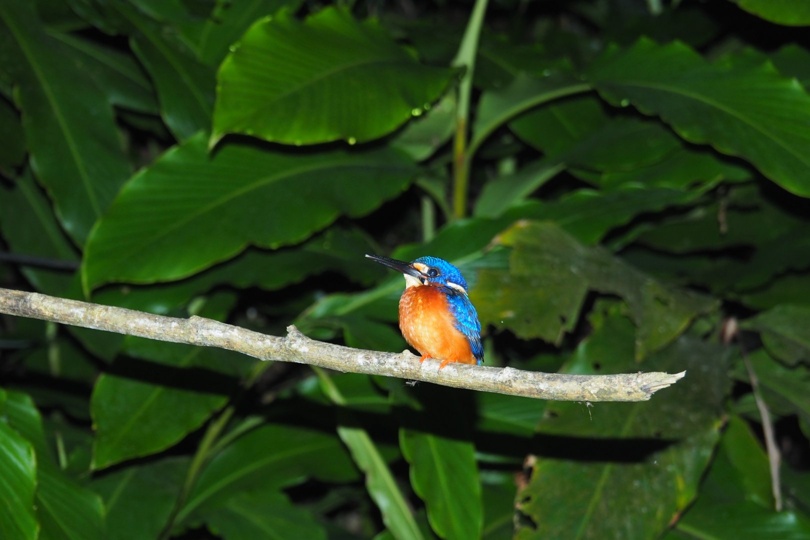 Blue-eared Kingfisher in a Tree on the Kinabatangan River, Sabah, Borneo